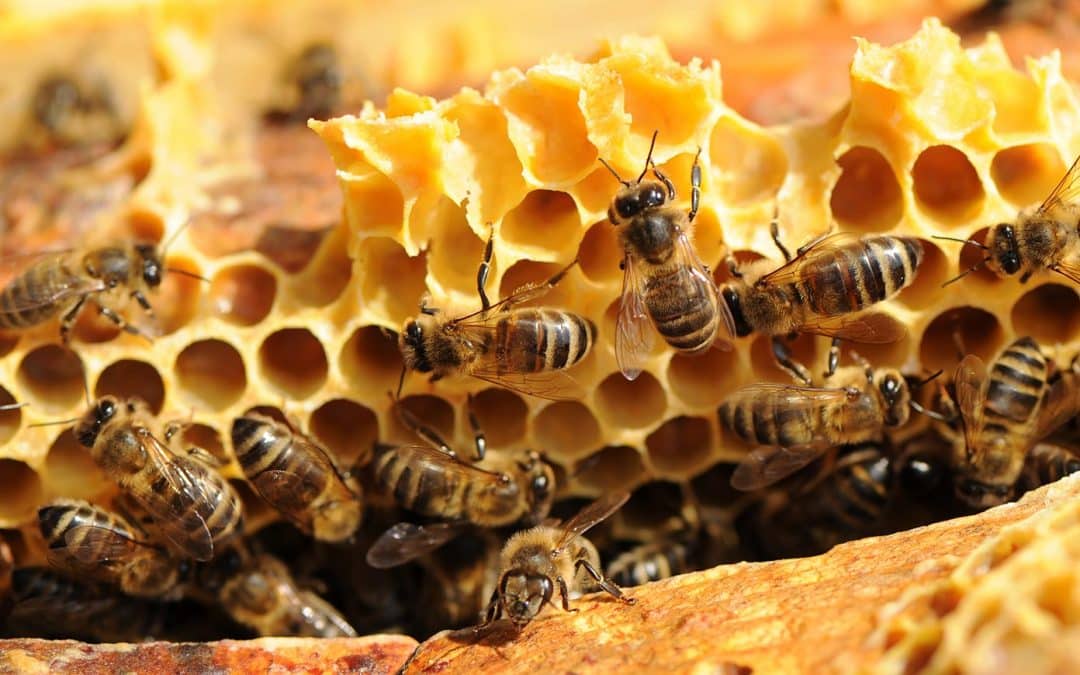 Propertis parraine les abeilles