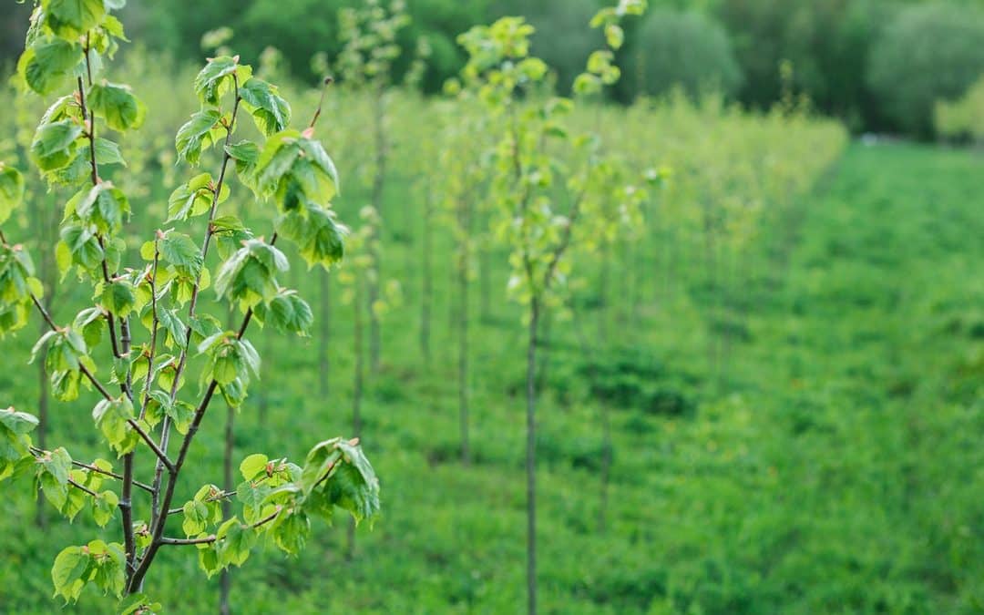 Propertis parraine une nouvelle forêt avec Reforest’Action