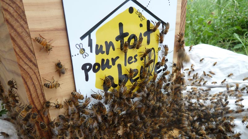 Partenariat Un toit pour les abeilles