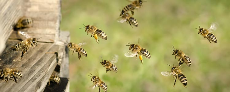 Parrainez les abeilles